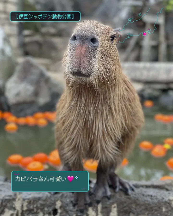 My Flareに残る、伊豆で出会ったカピバラの投稿。